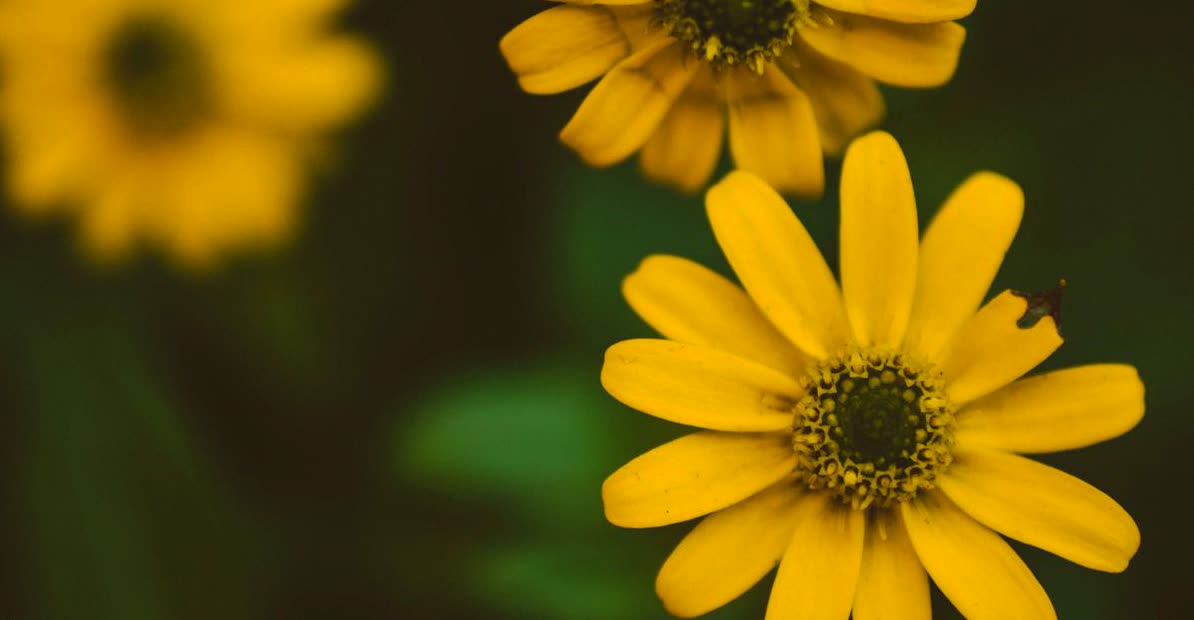 Encuentra Fotos Pro Gratis en HD con File Hub